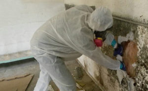 mould cleaning experts
